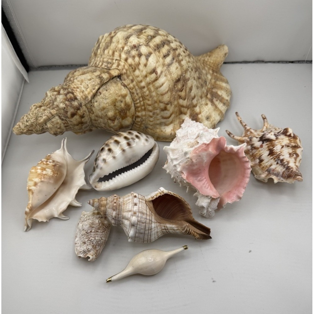 Set Of 8 VTG Estate Sea Shells Inclu. Various Sizes And Types + 10" Conch - Picture 7 of 16